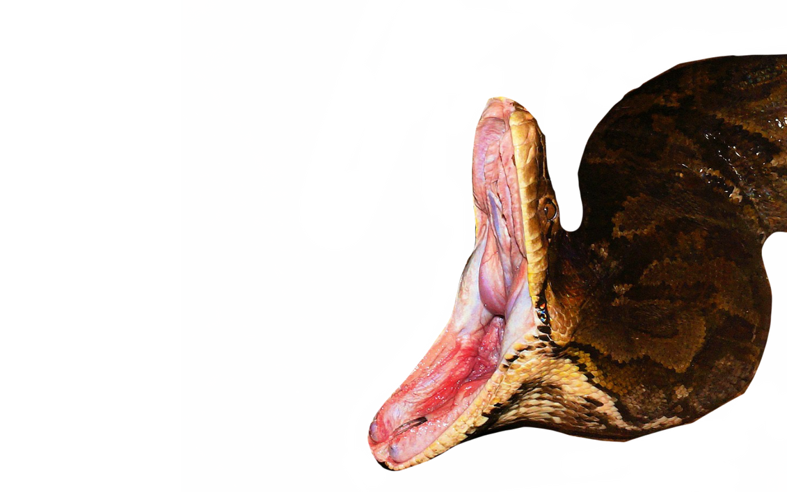 Python Transformation Deviantart Python by DracoAwesomeness on DeviantArt