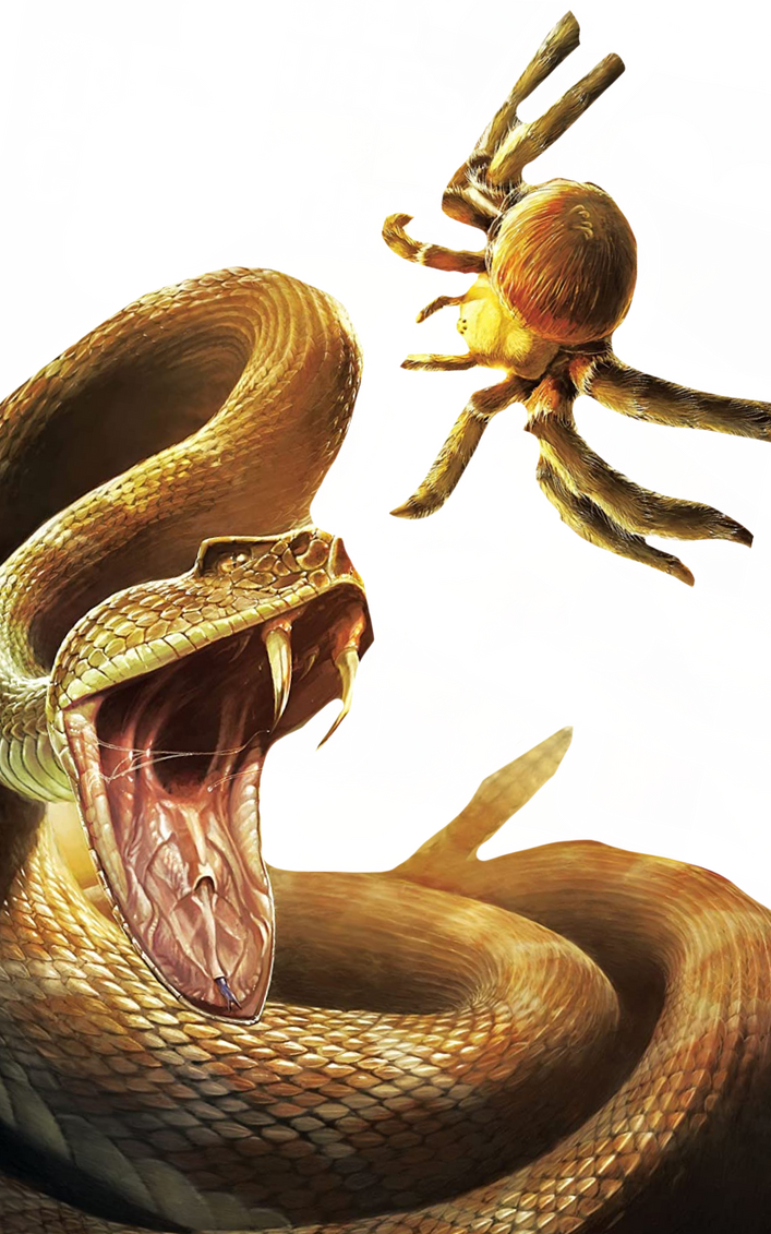 Spider vs rattlesnake by DracoAwesomeness on DeviantArt