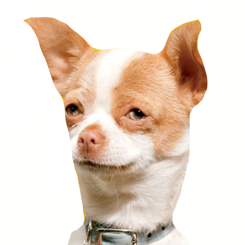 Papi Jr by DracoAwesomeness on DeviantArt