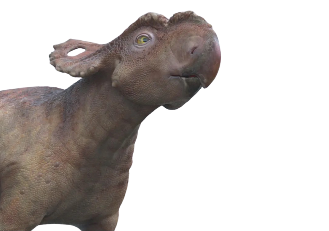 Patchi by DracoAwesomeness on DeviantArt