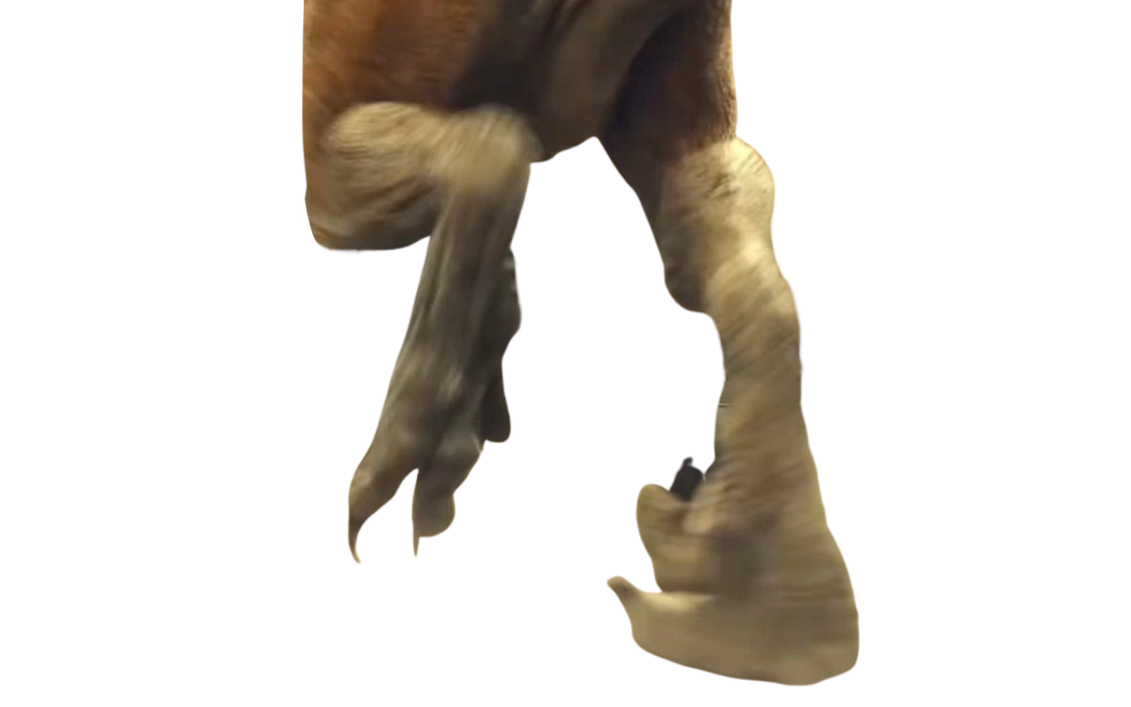 Raptor feet by DracoAwesomeness on DeviantArt