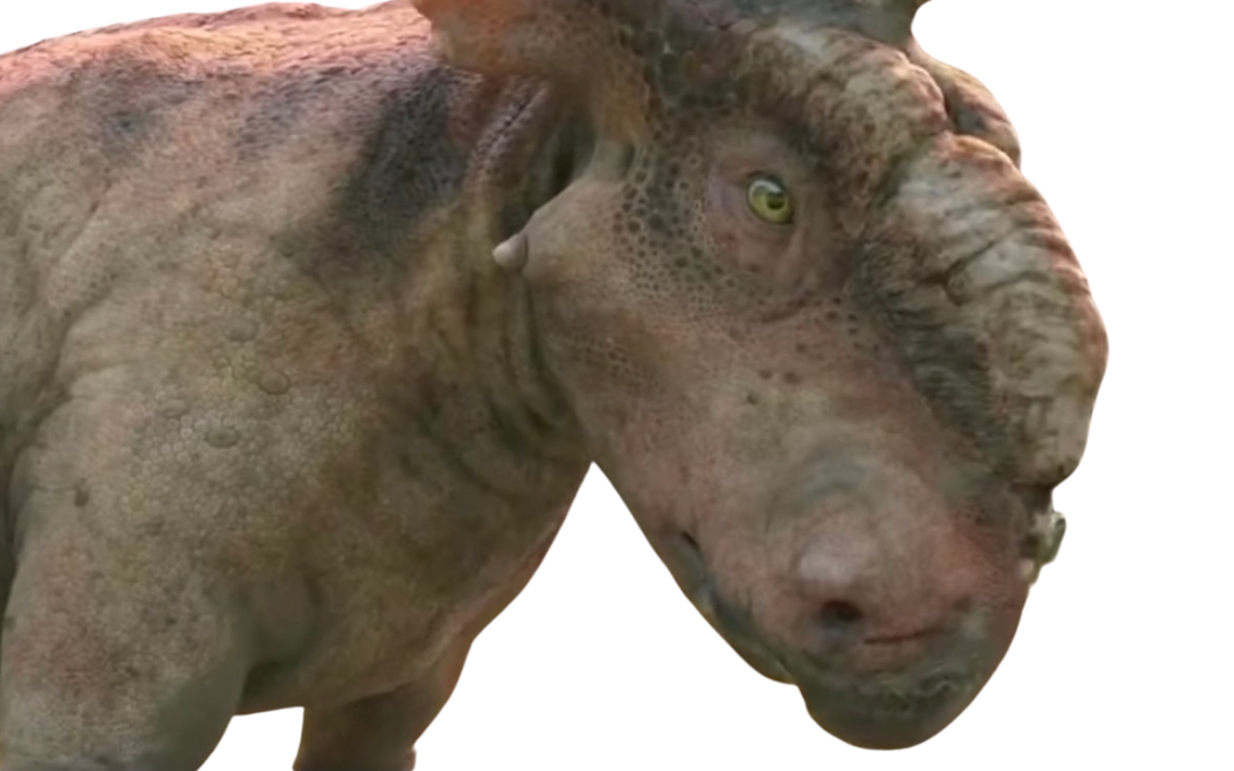 Patchi by DracoAwesomeness on DeviantArt