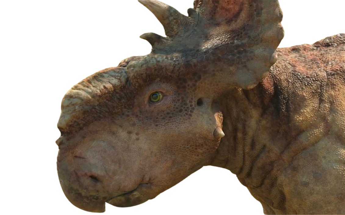 Patchi by DracoAwesomeness on DeviantArt