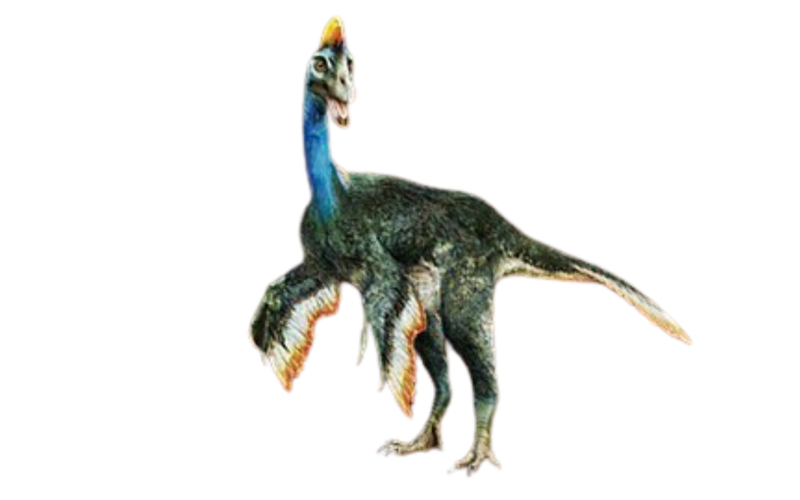 Chirostenotes by DracoAwesomeness on DeviantArt