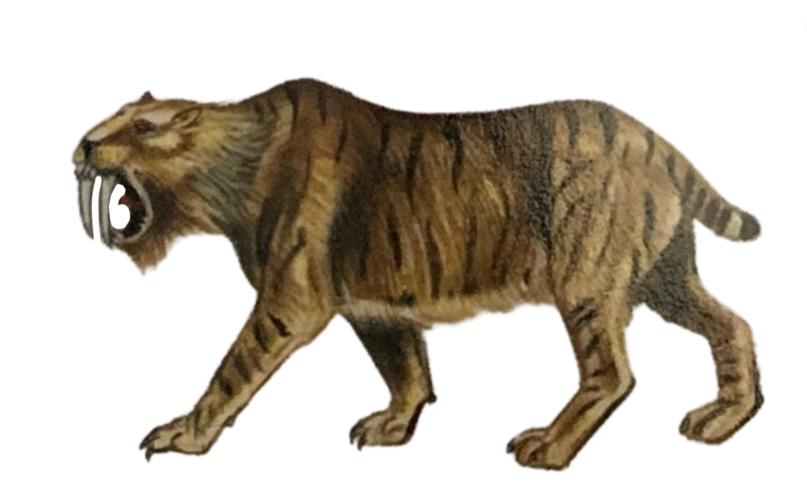 Smilodon Color Smilodon by DracoAwesomeness on DeviantArt
