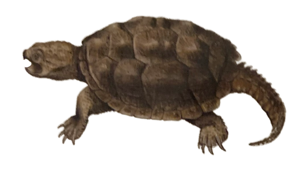 Snapping Turtle by DracoAwesomeness on DeviantArt