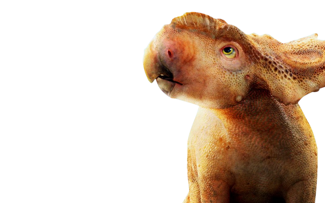 Patchi by DracoAwesomeness on DeviantArt