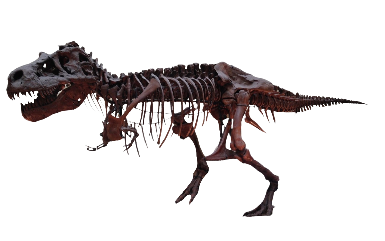 Terminator Rex Skeleton T. rex skeleton by DracoAwesomeness on DeviantArt