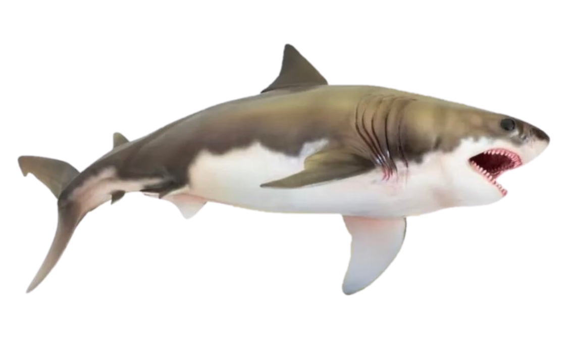 Megalodon by Walking-With-Dragons on DeviantArt