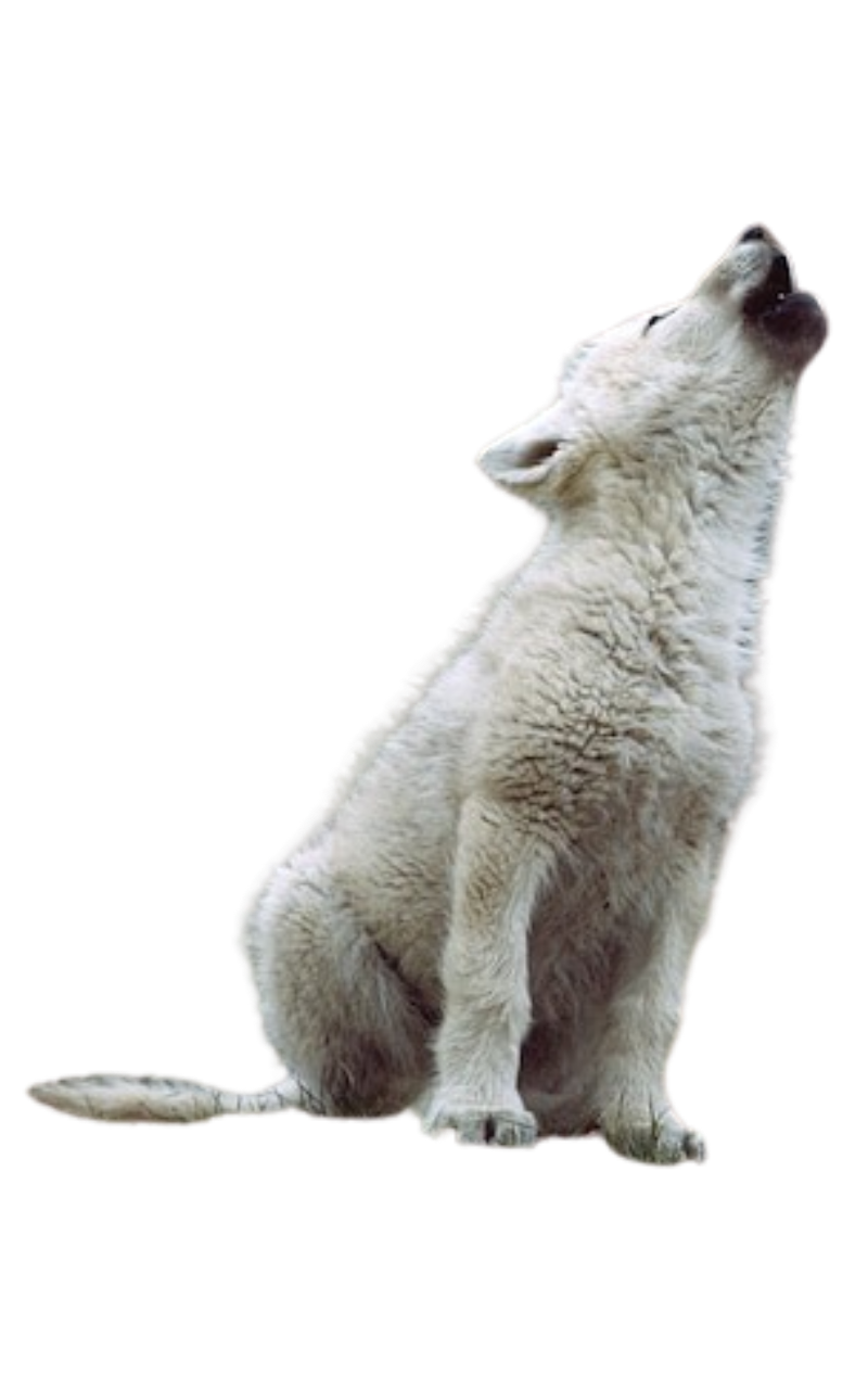 Wolf pup by DracoAwesomeness on DeviantArt