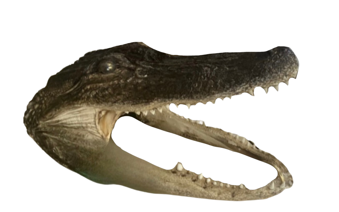 Alligator head by DracoAwesomeness on DeviantArt