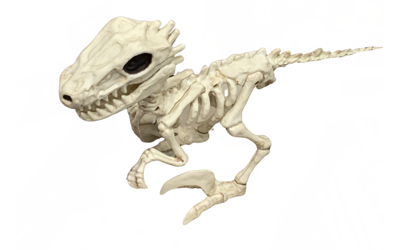 Raptor skeleton by DracoAwesomeness on DeviantArt