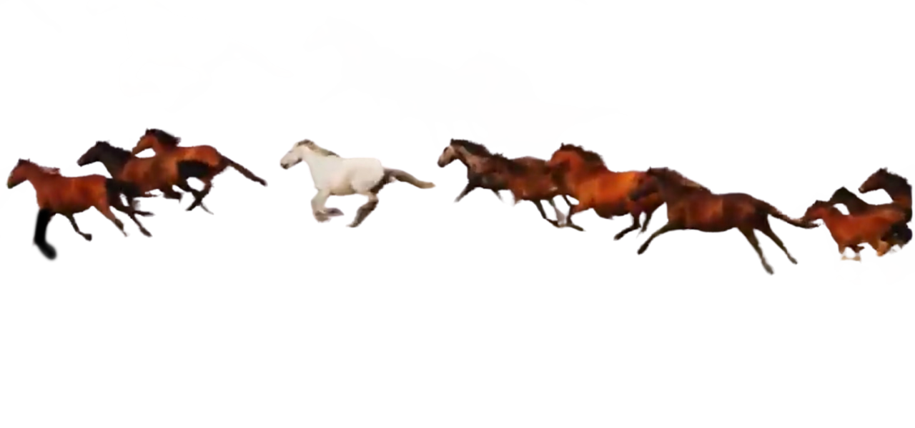 Horses By Dracoawesomeness On Deviantart Horses By Dracoawesomeness On Deviantart