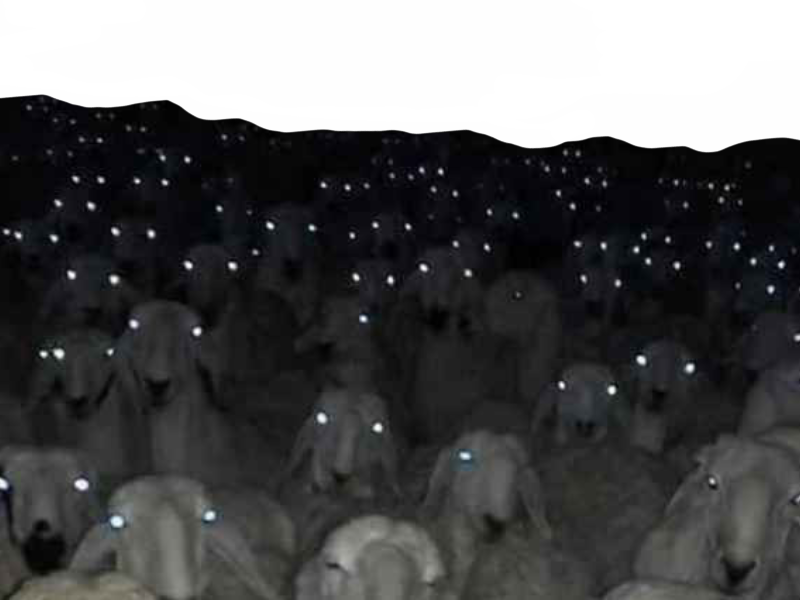 Sheep.. by DracoAwesomeness on DeviantArt