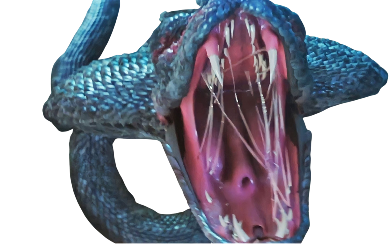 Snake by DracoAwesomeness on DeviantArt