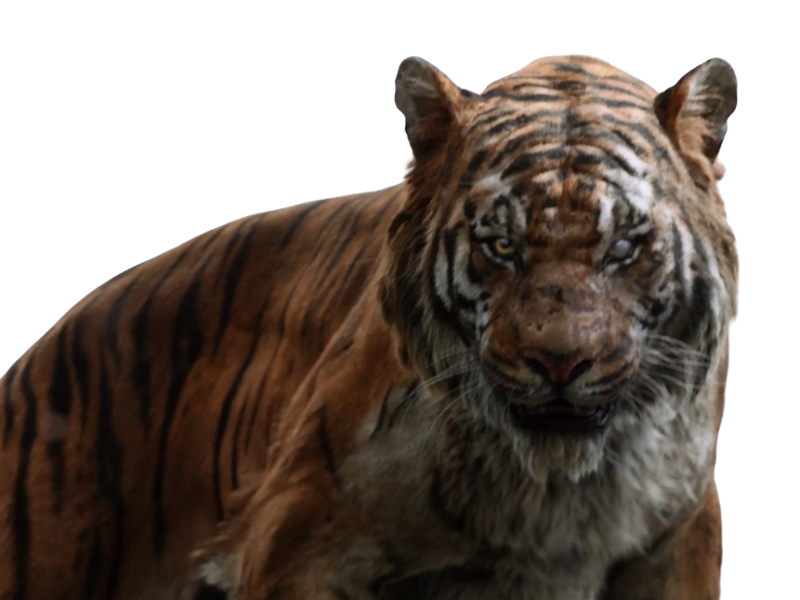Shere khan by DracoAwesomeness on DeviantArt