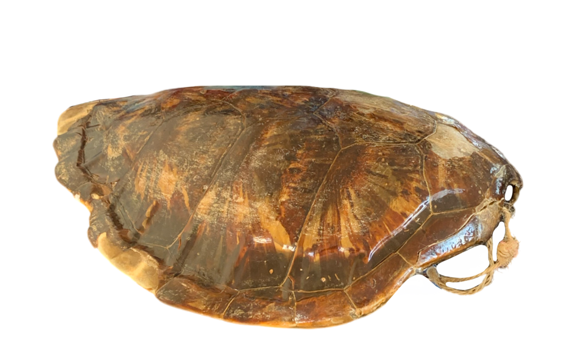 Turtle shell by DracoAwesomeness on DeviantArt
