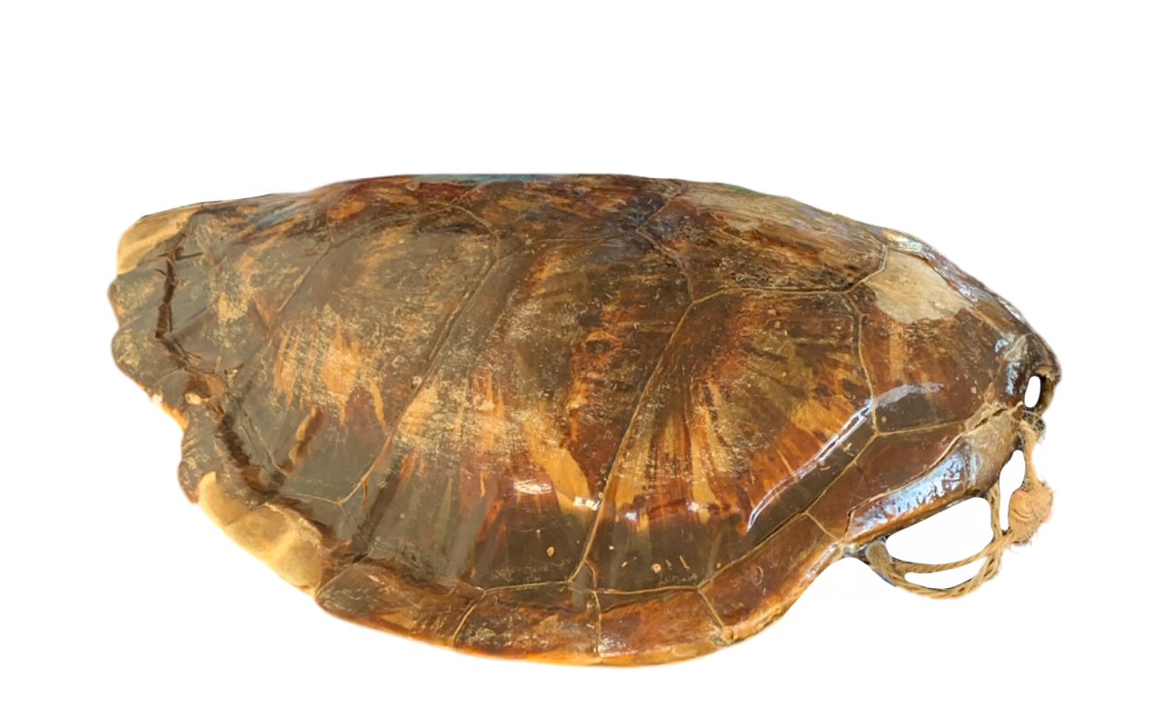 Deviantart Softshell Turtle Turtle shell by DracoAwesomeness on DeviantArt