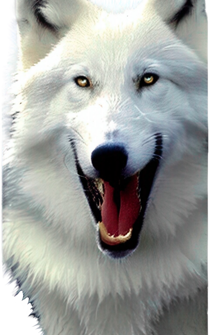 White wolf smile by DracoAwesomeness on DeviantArt