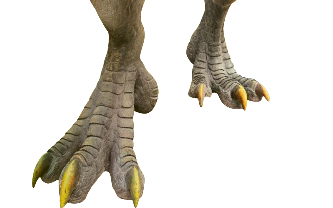 Dinosaur Feet Drawing at Frank Burton blog
