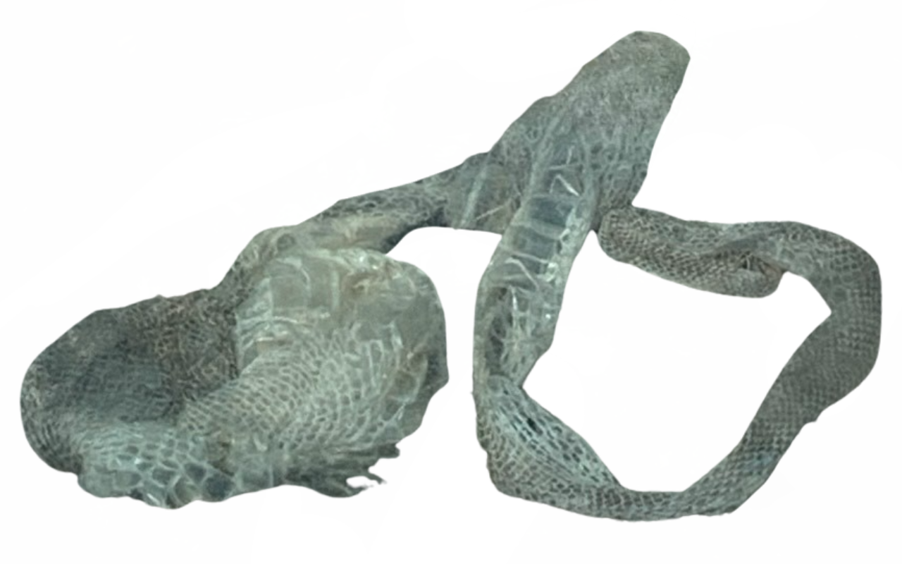 Shedded Snake skin by DracoAwesomeness on DeviantArt