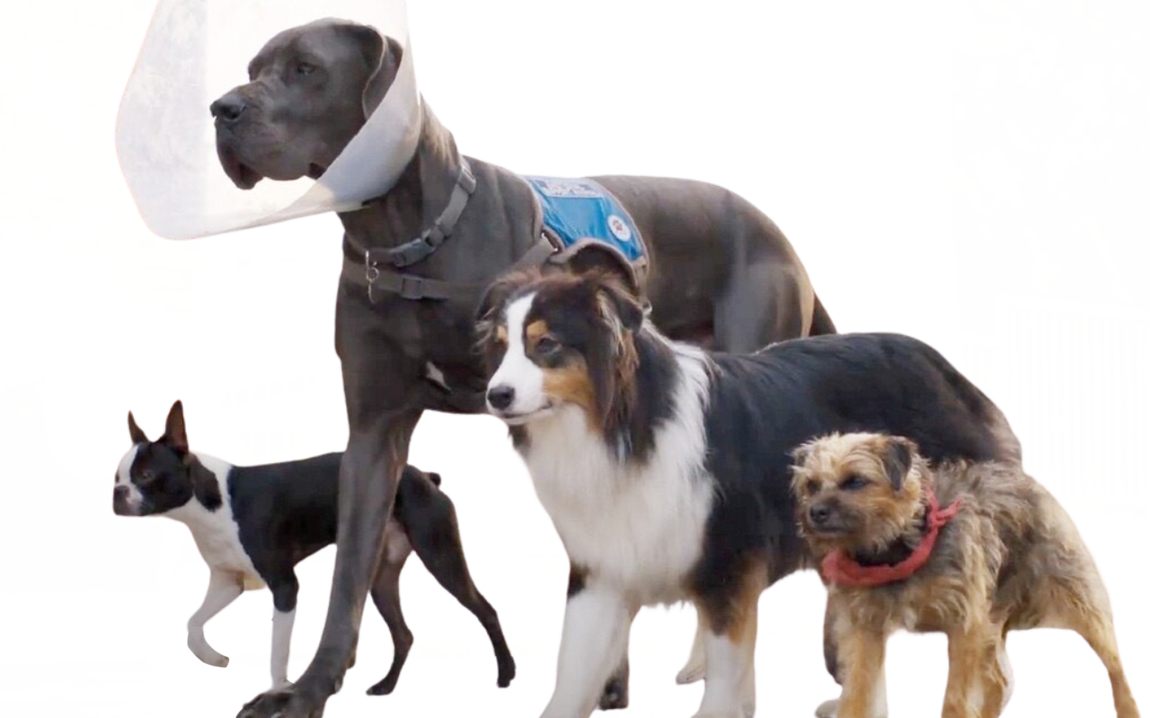 Strays by DracoAwesomeness on DeviantArt