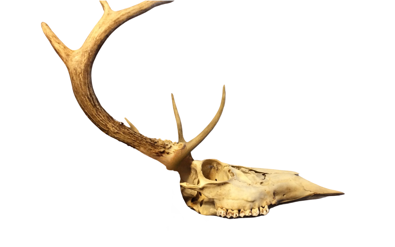 Deer Skull By DracoAwesomeness On DeviantArt deer-skull-by-dracoawesomeness-on-deviantart