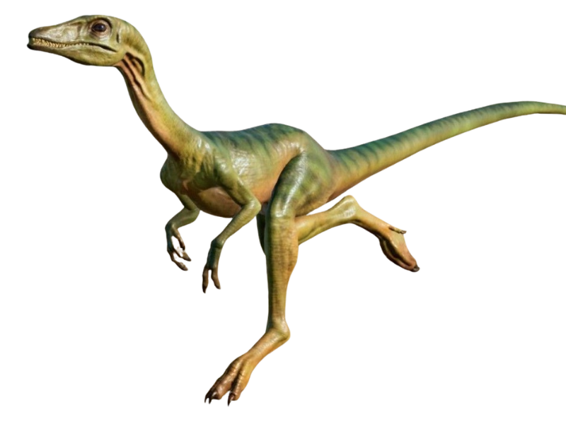 Compy by DracoAwesomeness on DeviantArt