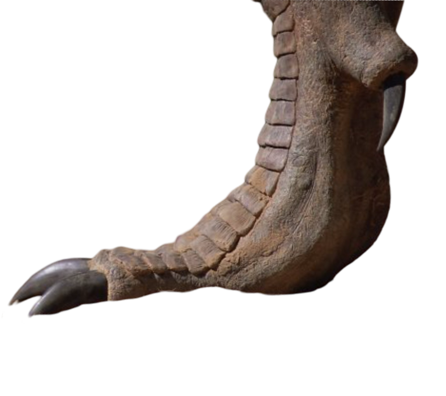 Arkansaurus Foot Allosaurus foot by DracoAwesomeness on DeviantArt
