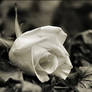 MY Rose