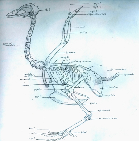 Domestic Chicken Skeleton