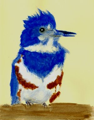 Belted Kingfisher Female
