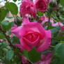 Rose -close up-