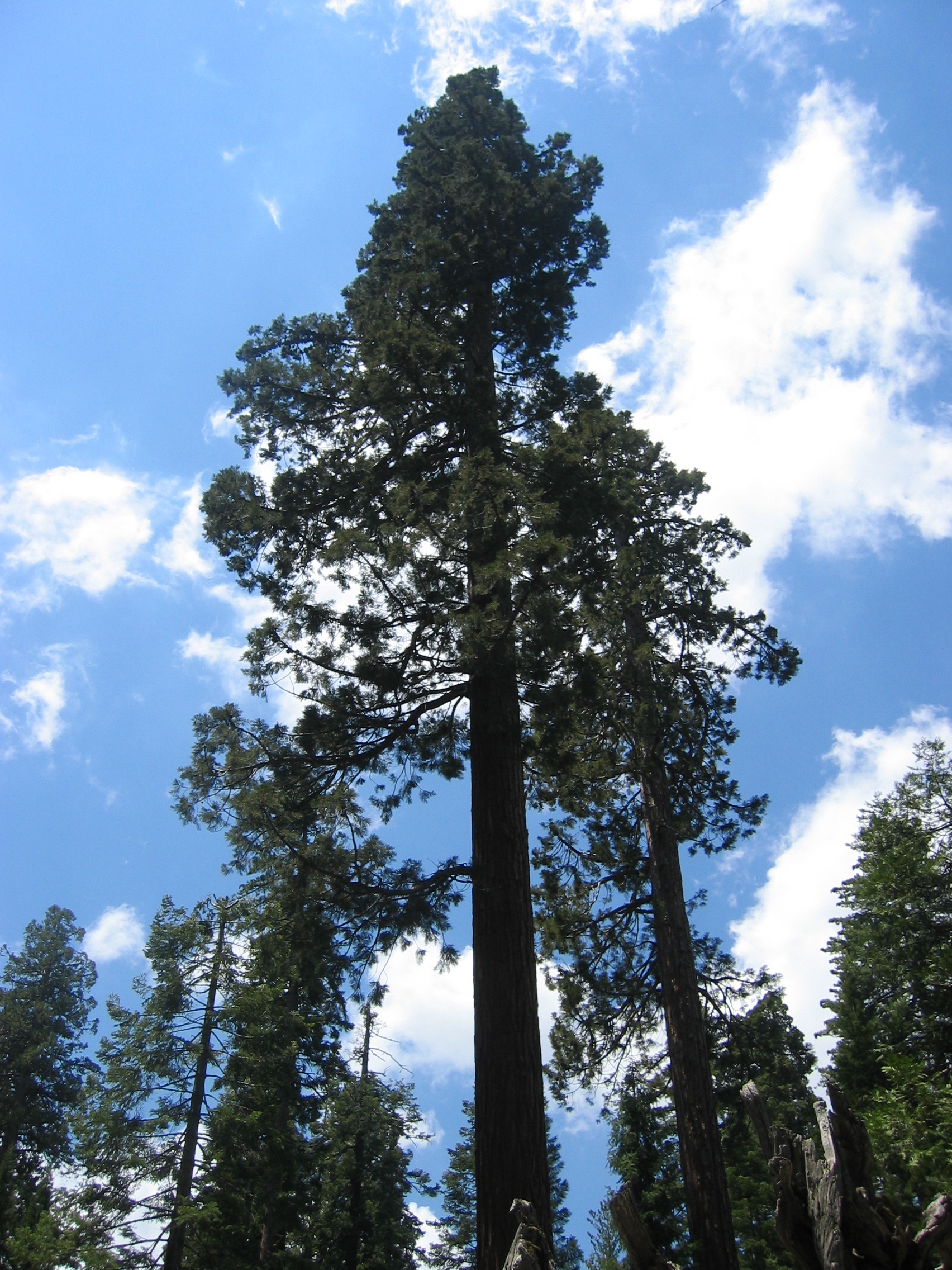 Sequoia Redwood Tree