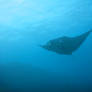 a Devilfish