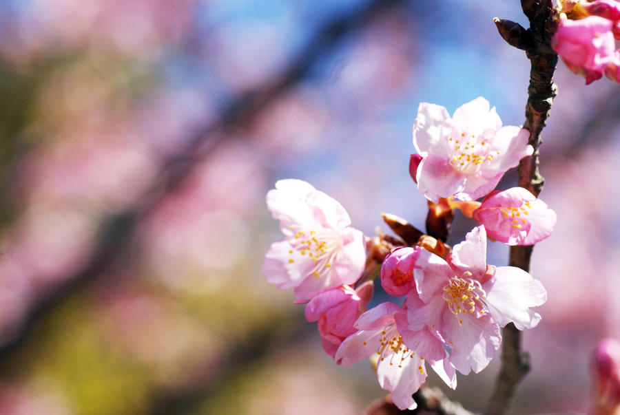 Cherry Blossoms 1