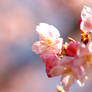 cherry Blossoms 2