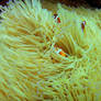 Clown Anemone Fish 4