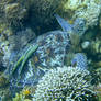 A green turtle