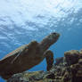 Hawksbill turtle