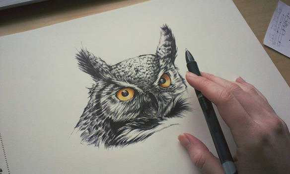 Angry owl,ballpoint - WIP II.