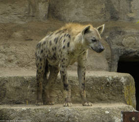 Hyena