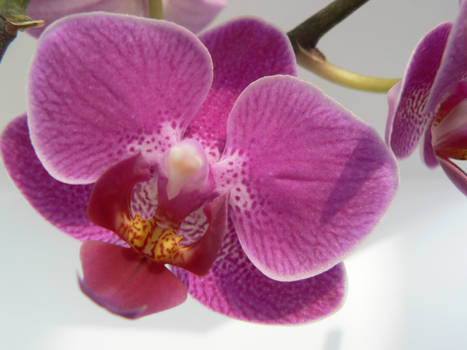 Orchid