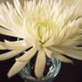 A White Chrysanthemum