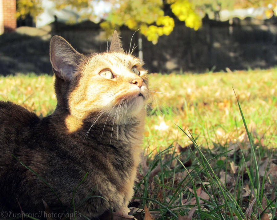 Curiosity Looking Up