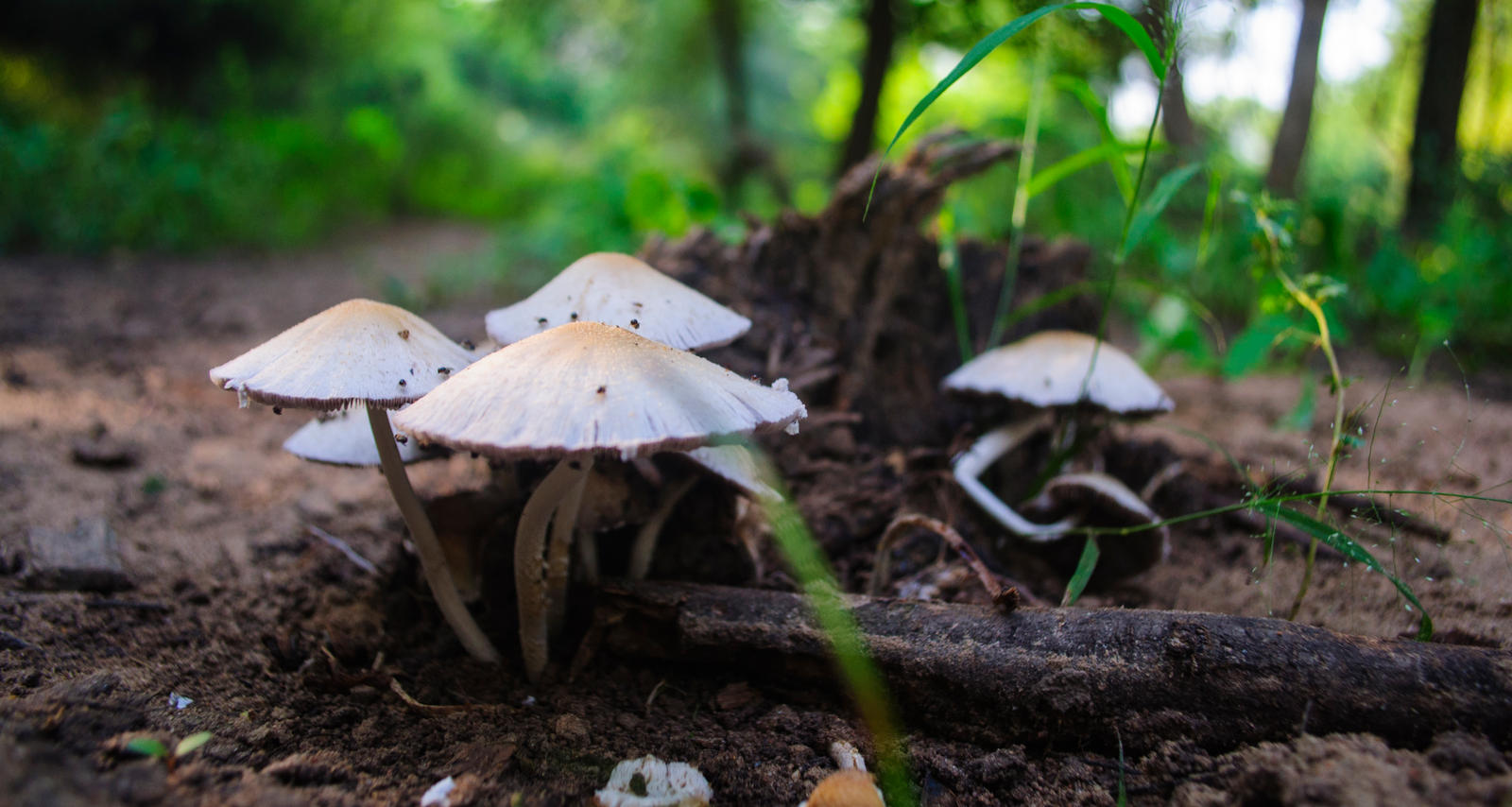 Magic Mushrooms RAW