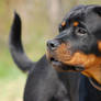 Uma rottweiler puppy