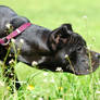 cane corso pup Aston