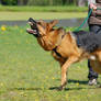 GSD training2