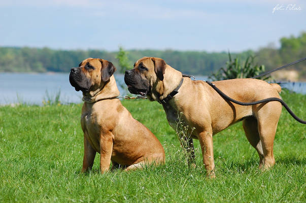 Rubi and Ugna boerboels